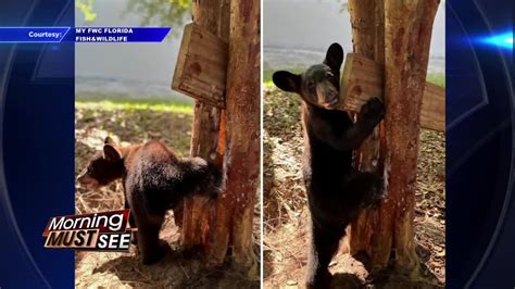 FWC officers, biologist rescue bear cub trapped in tree